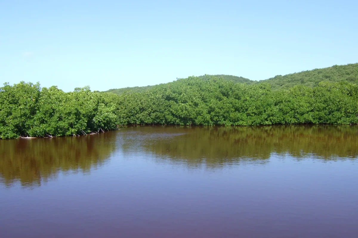 Mangroves at Cabezas de San Juan