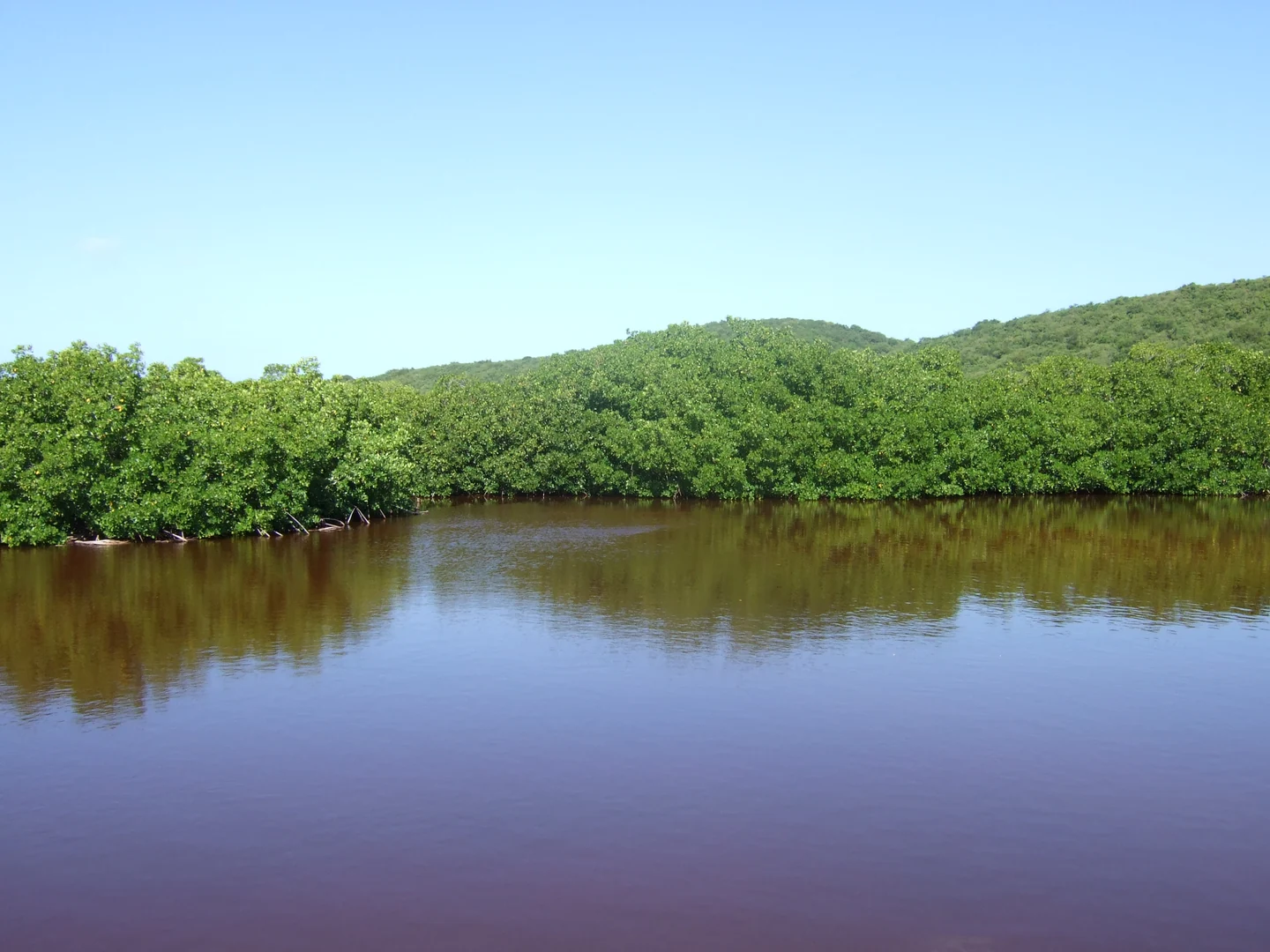 Red mangroves beside water at Cabezas de San Juan Natural Reserve