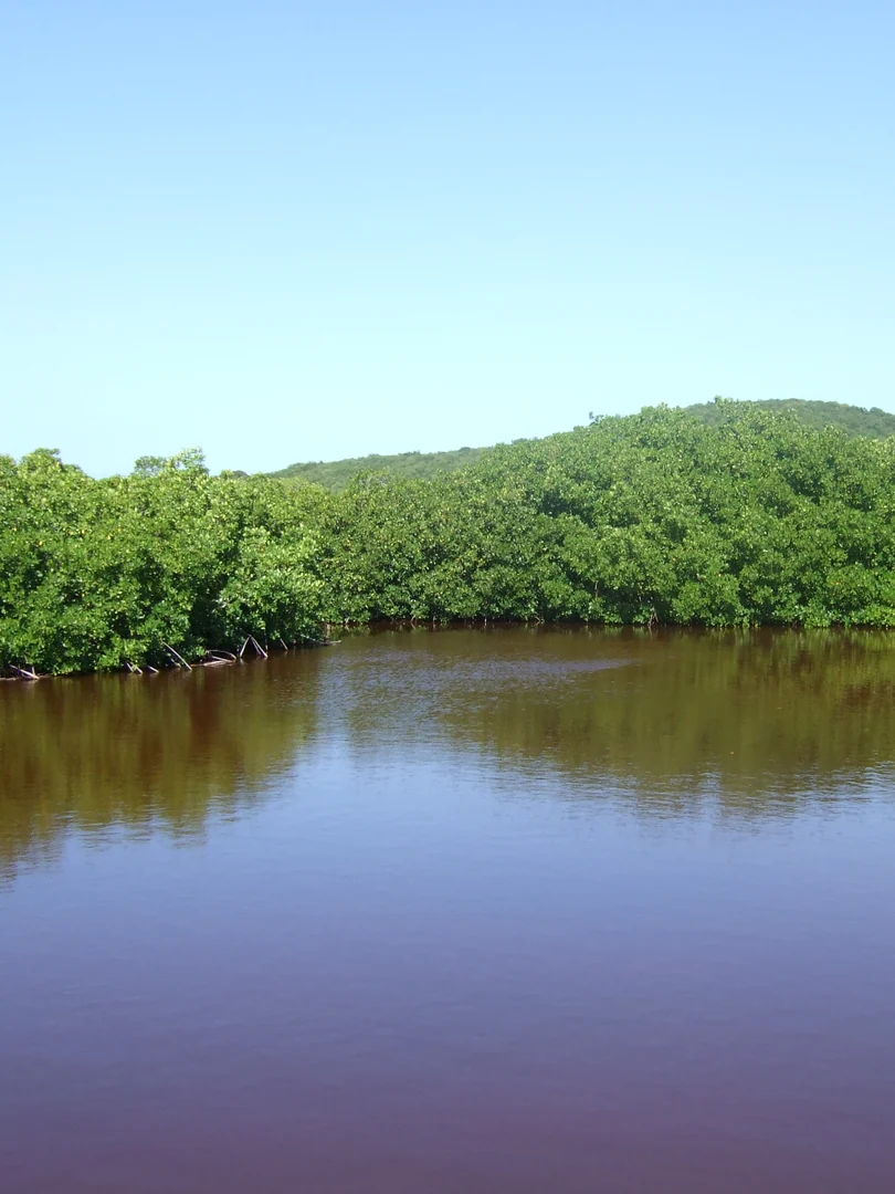 Red mangrove forest in Cabezas de San Juan Natural Reserve, Fajardo